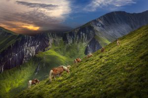 haflinger-paarden-op-berg Fotograaf Lakerveld Woerden